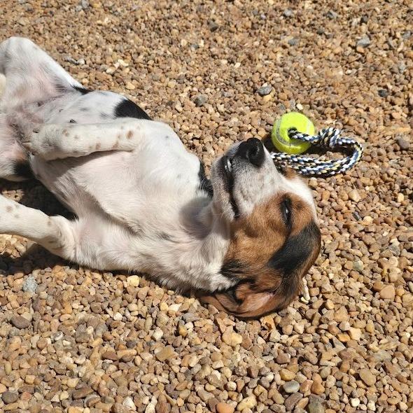 Enlarge Peanut, a Adoptable Beagle in Elizabeth City, NC image 6/6