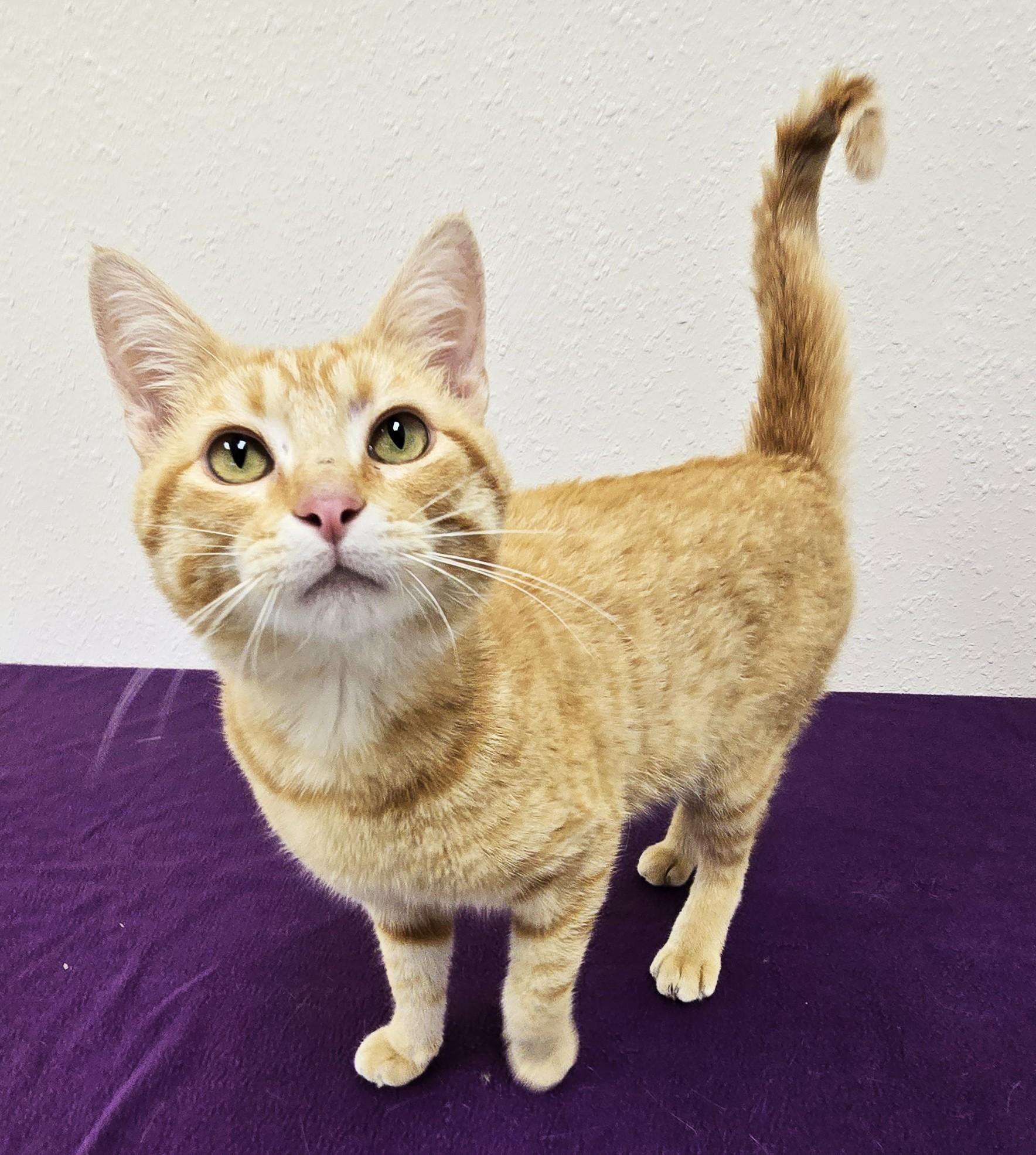 Big Mac, a ADOPTABLE Domestic Short Hair in Red Wing, MN image 2/2