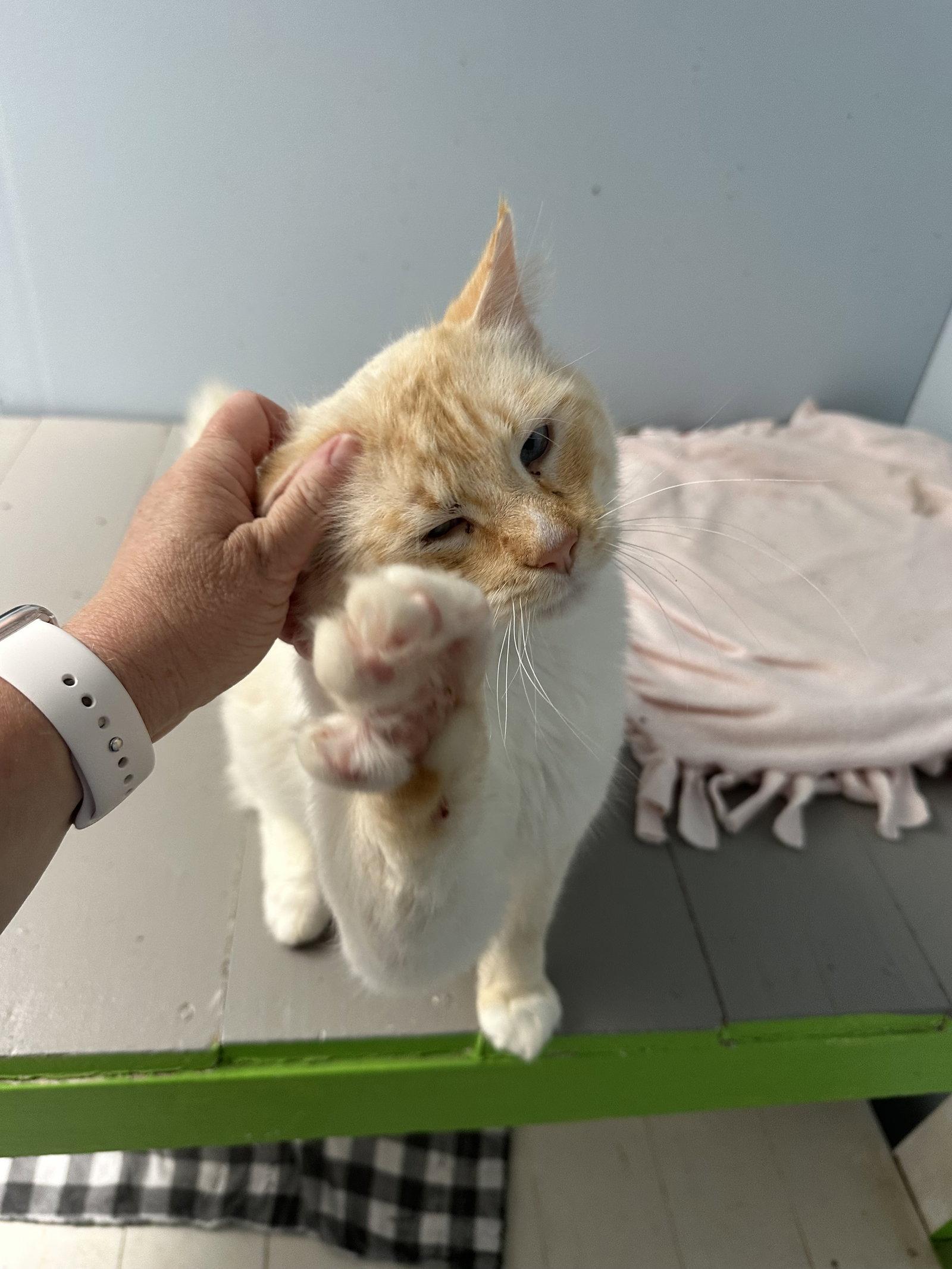 Lucky, Adoptable, Adult Male Siamese.