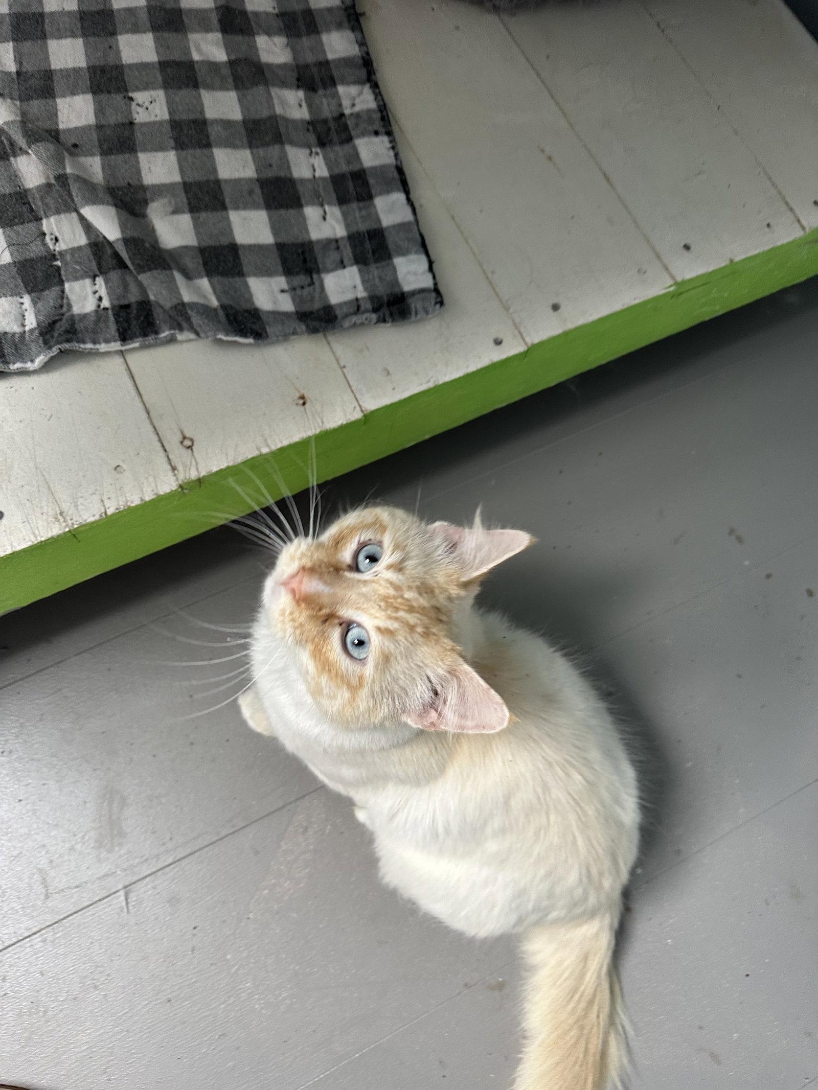 Enlarge Lucky, a Adoptable Siamese in Stover, MO image 2/3
