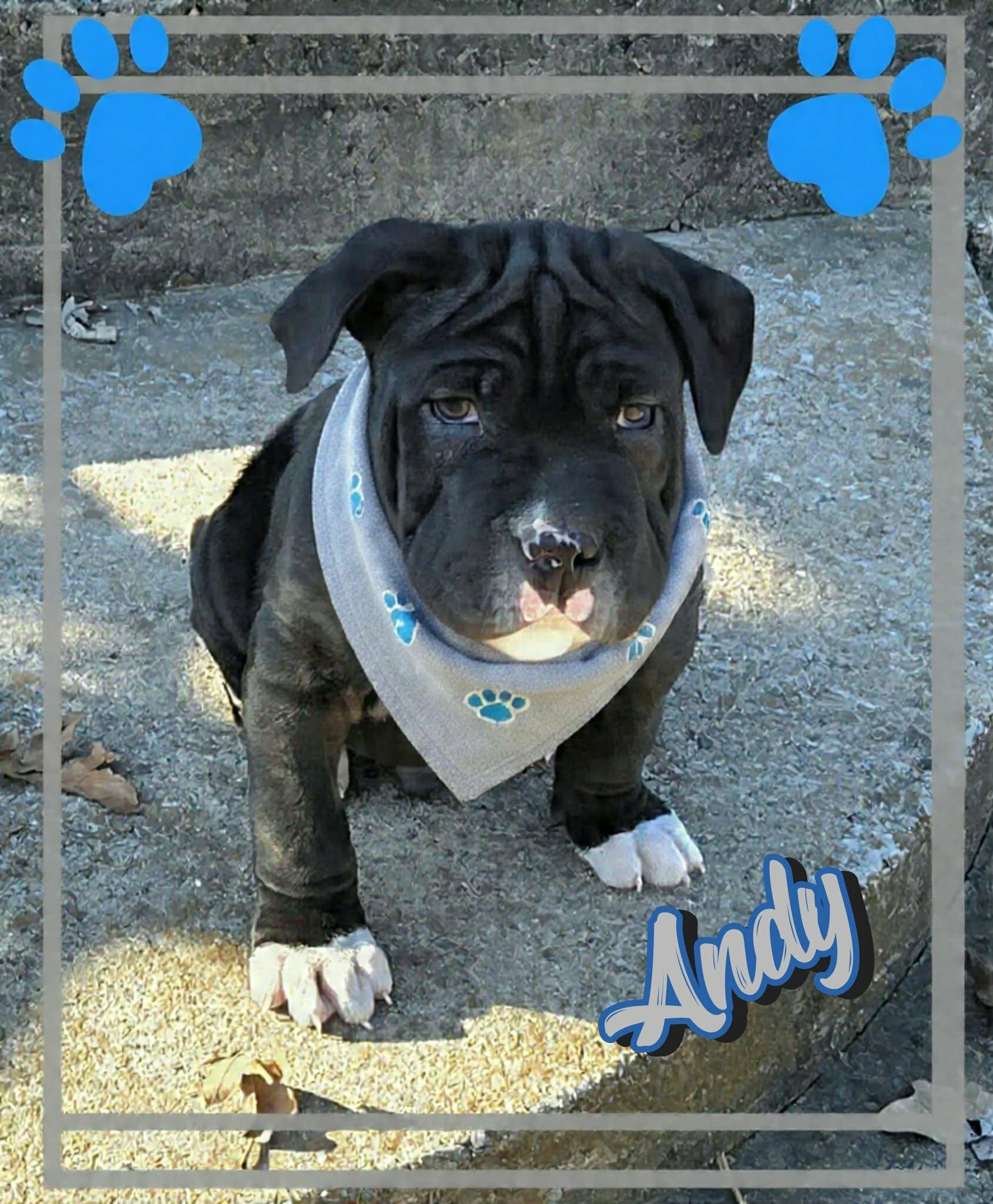 Enlarge Andy, an adopted mixed breed in Grove, OK image 5/5