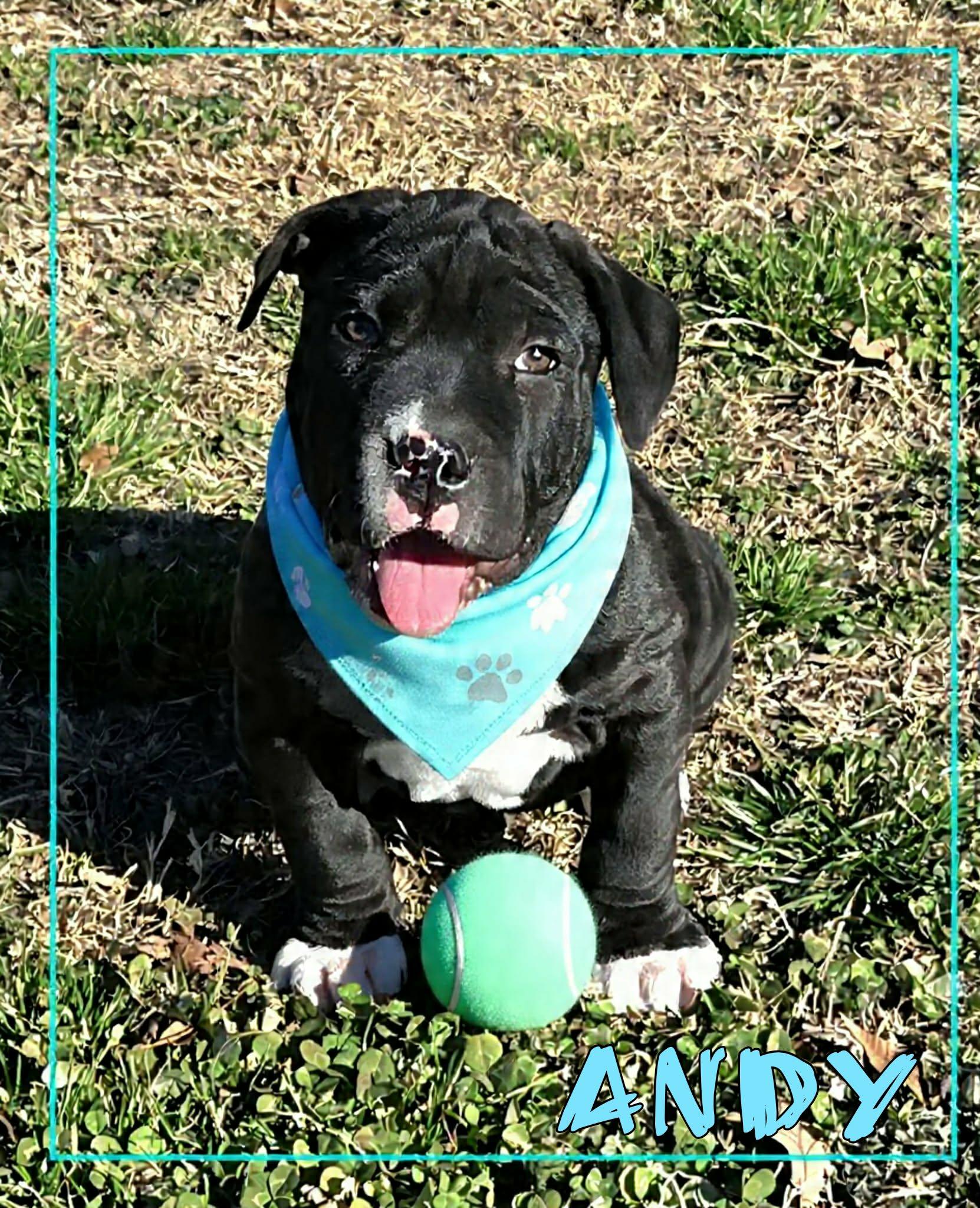 Enlarge Andy, an adopted mixed breed in Grove, OK image 1/5