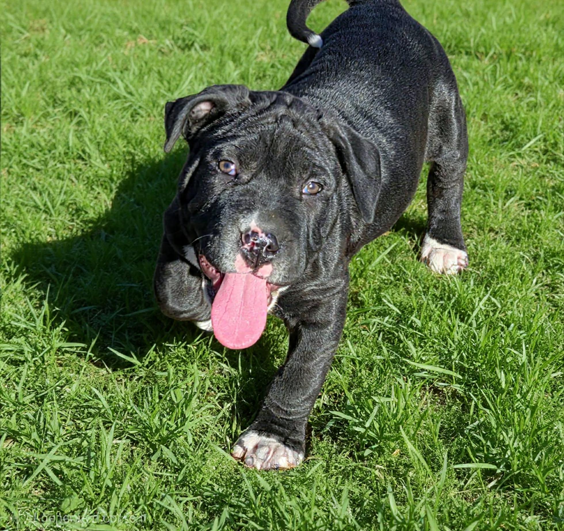 Enlarge Andy, an adopted mixed breed in Grove, OK image 4/5