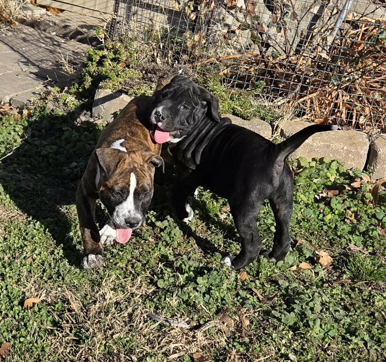 Enlarge Andy, an adopted mixed breed in Grove, OK image 3/5