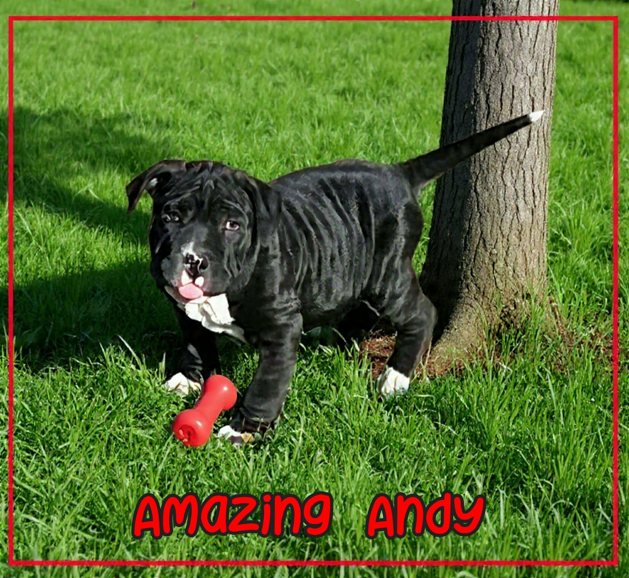 Enlarge Andy, an adopted mixed breed in Grove, OK image 2/5