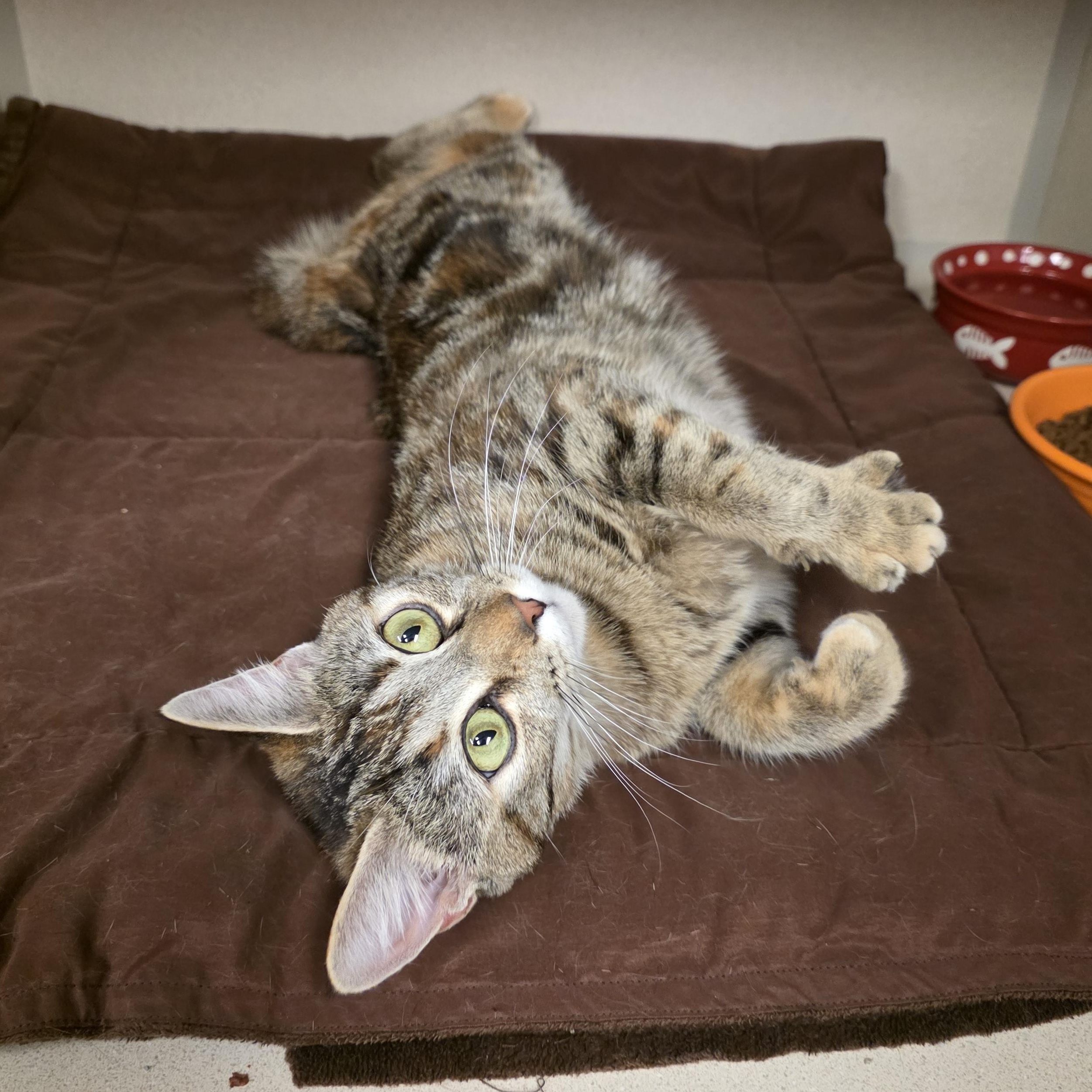 Enlarge Veronica, an adoptable mixed breed in Greensboro, NC image 2/5