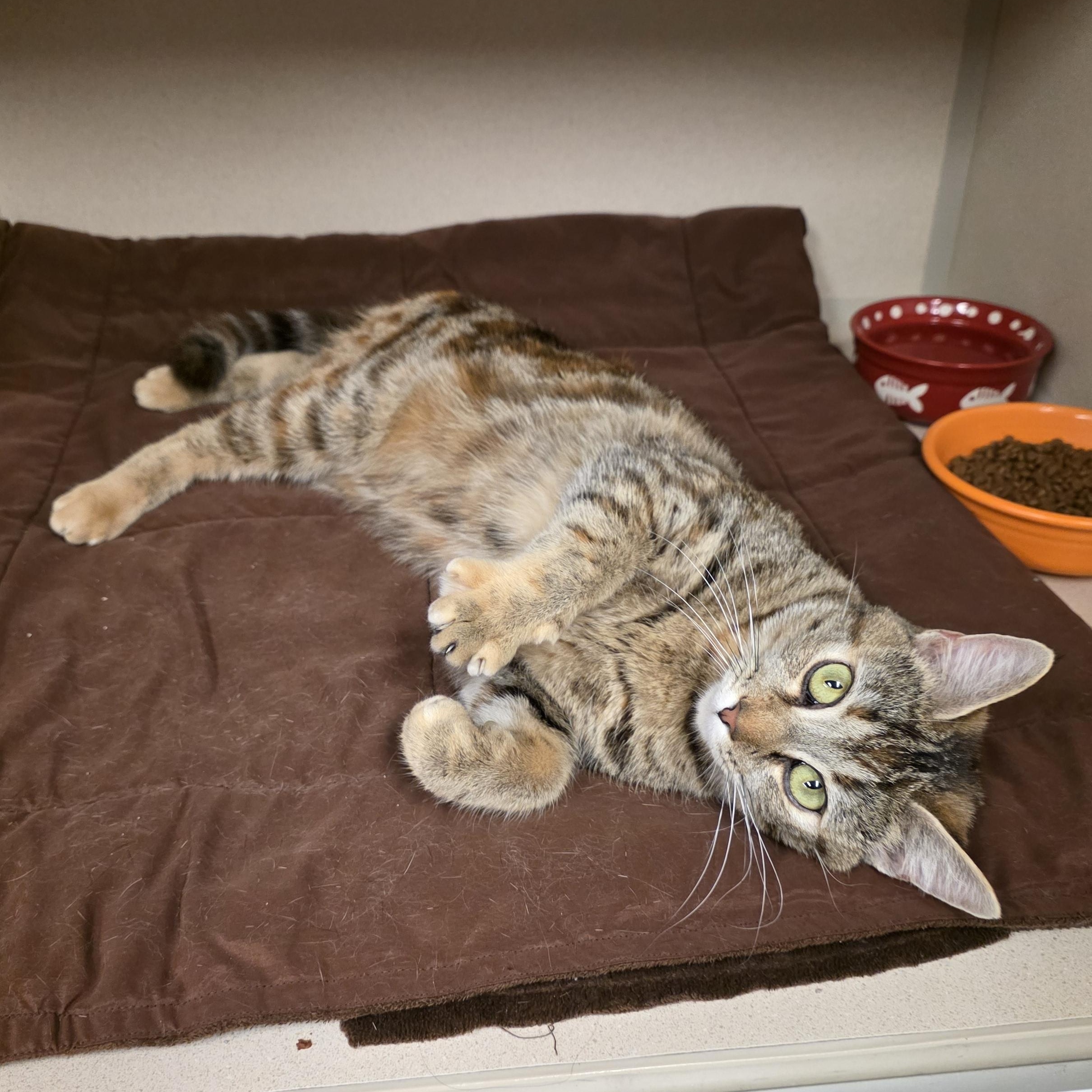 Enlarge Veronica, an adoptable mixed breed in Greensboro, NC image 4/5