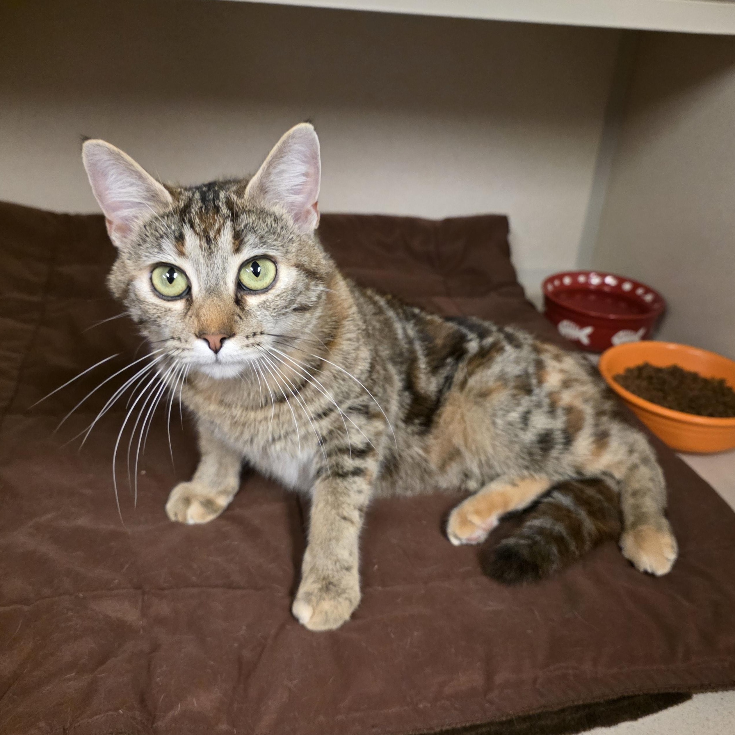 Enlarge Veronica, an adoptable mixed breed in Greensboro, NC image 5/5