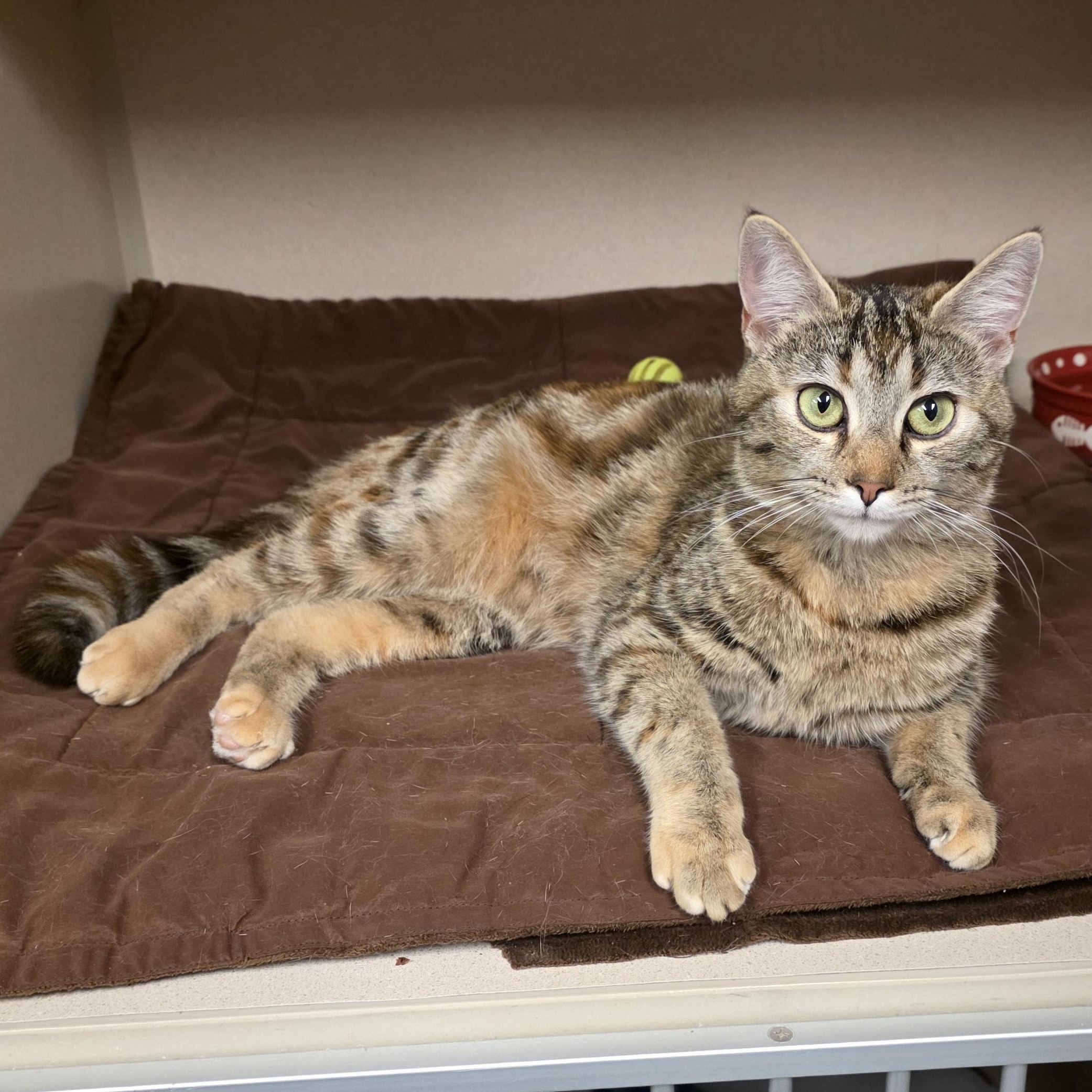 Veronica, adoptable, Adult Female Tabby & Domestic Short Hair.