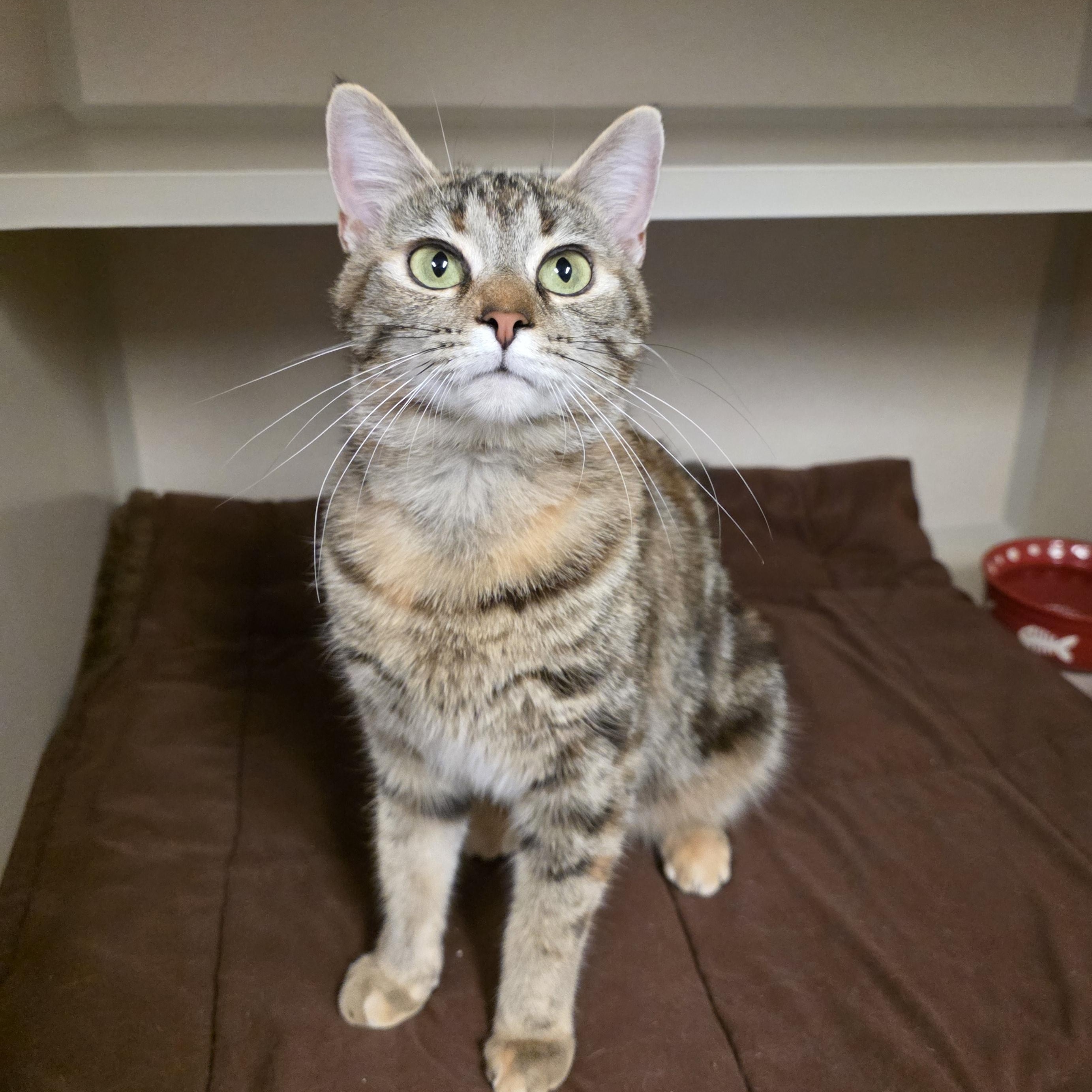 Enlarge Veronica, an adoptable mixed breed in Greensboro, NC image 3/5
