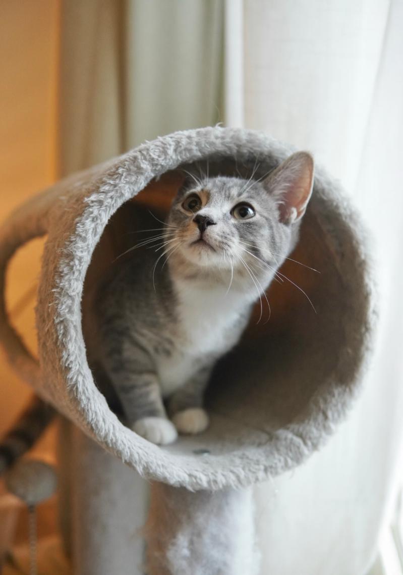 Enlarge Rupert, a Adoptable Domestic Short Hair in Adrian, MI image 1/6