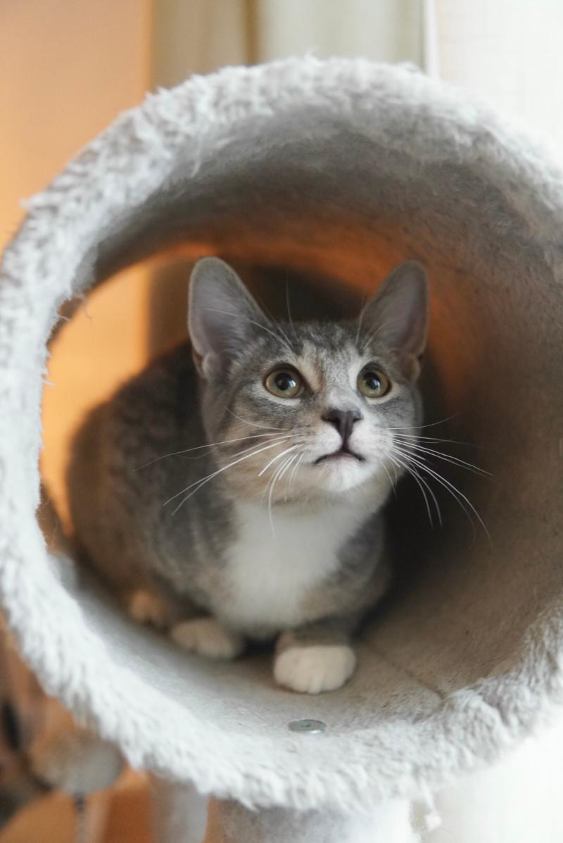 Enlarge Rupert, a Adoptable Domestic Short Hair in Adrian, MI image 2/6