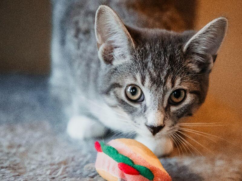 Enlarge Rupert, a Adoptable Domestic Short Hair in Adrian, MI image 3/6