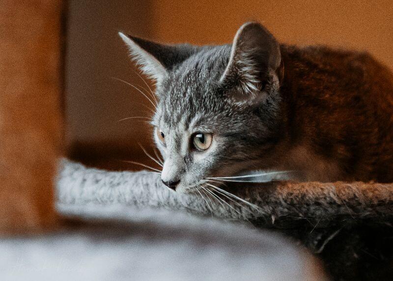 Enlarge Rupert, a Adoptable Domestic Short Hair in Adrian, MI image 4/6