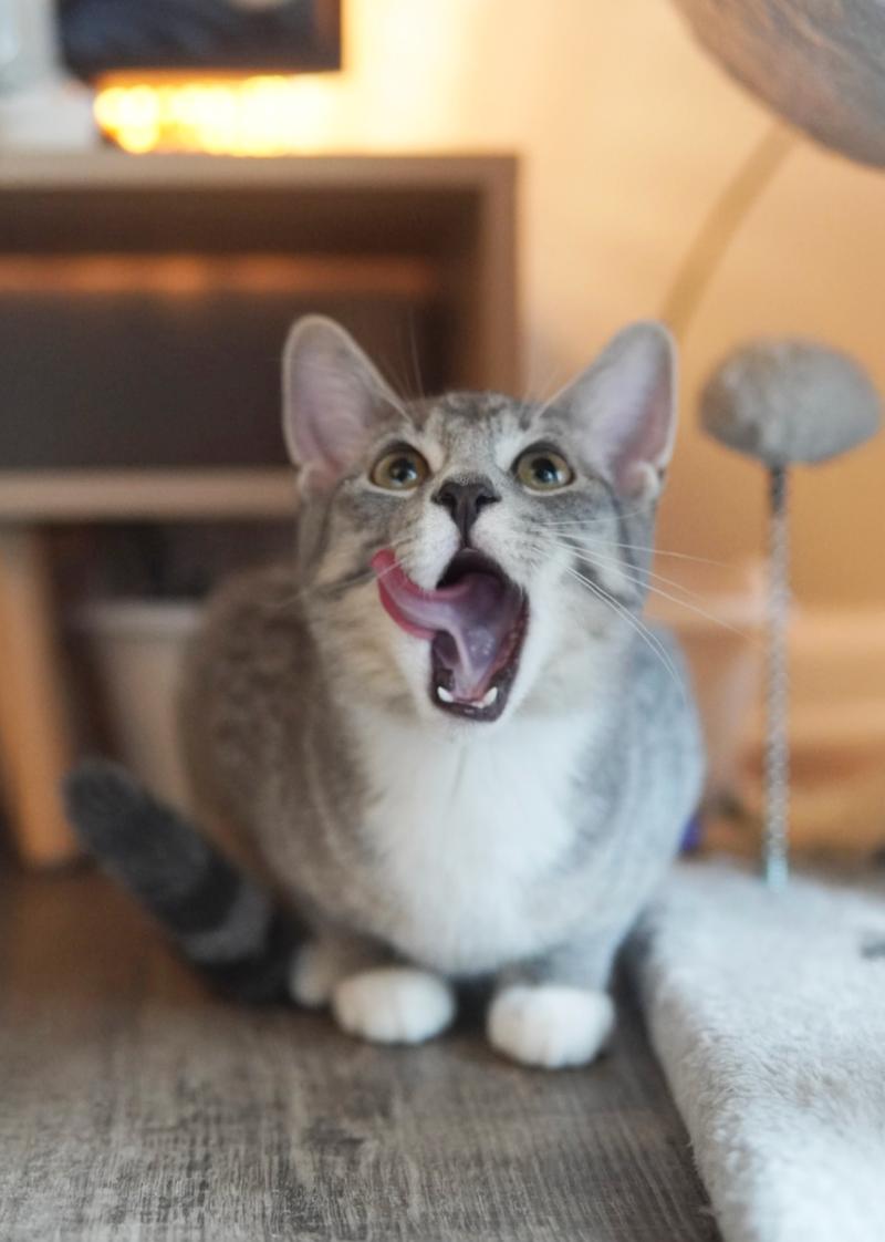 Enlarge Rupert, a Adoptable Domestic Short Hair in Adrian, MI image 5/6