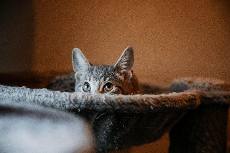 Enlarge Rupert, a Adoptable Domestic Short Hair in Adrian, MI image 6/6