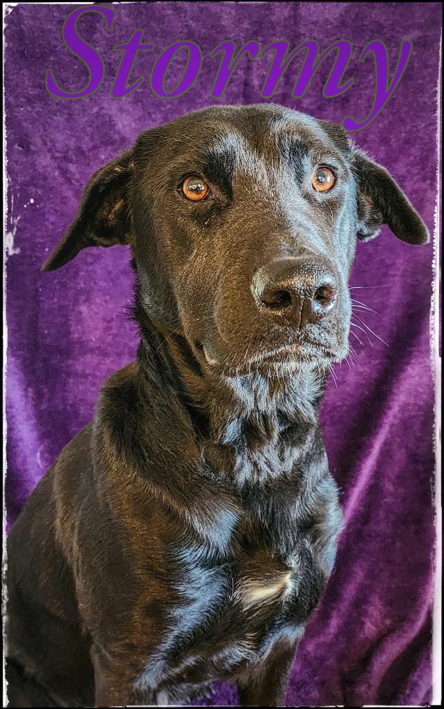 Stormy, Adoptable, Adult Female Labrador Retriever.