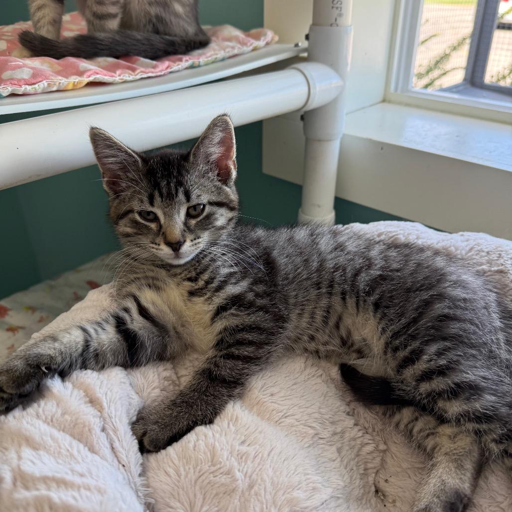 Enlarge Cyborg, a Adoptable Domestic Medium Hair in Archbold , OH image 1/2