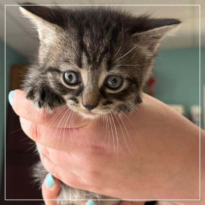 Enlarge Cyborg, a Adoptable Domestic Medium Hair in Archbold , OH image 2/2