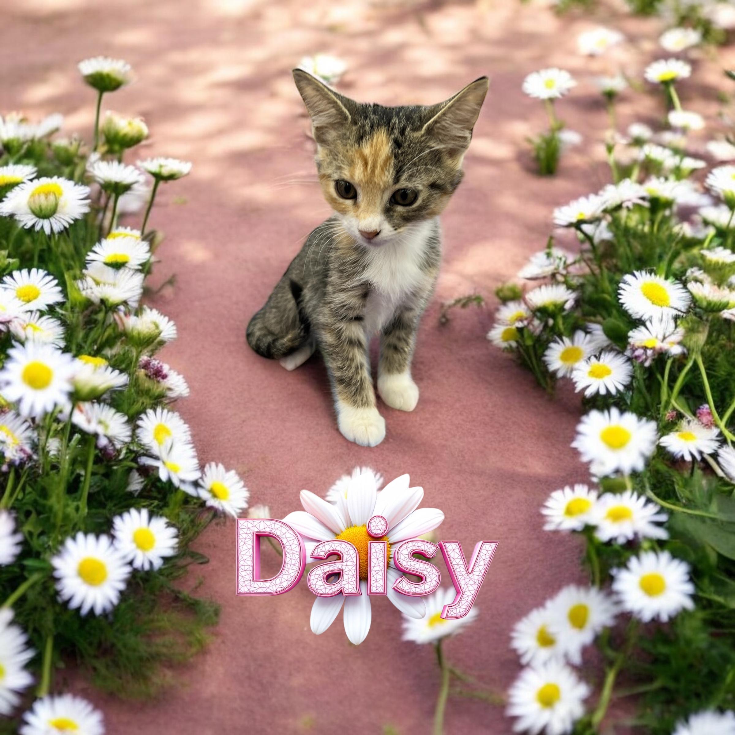 Daisy
