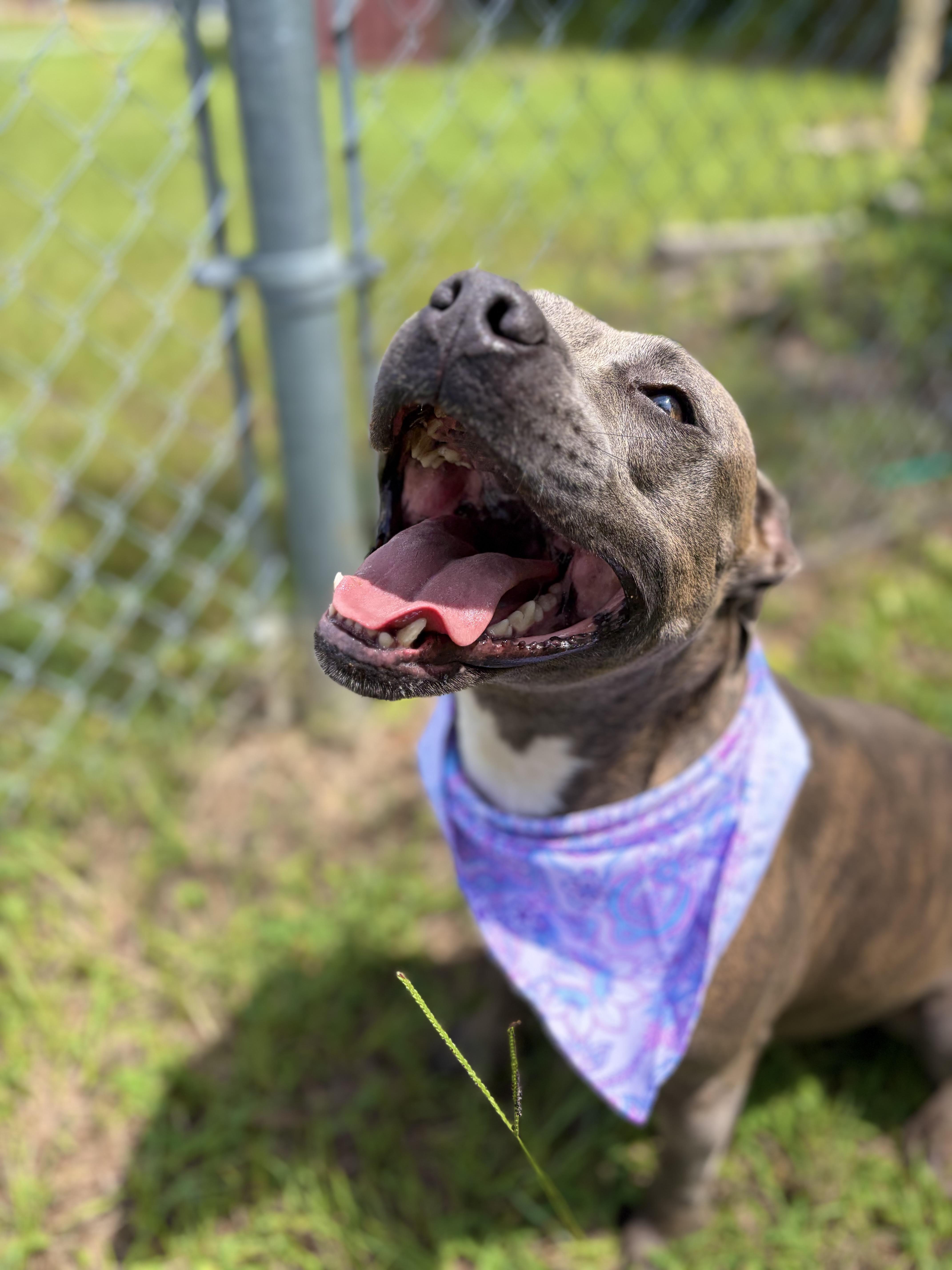 Taylor Swish, Adoptable, Adult Female Terrier.