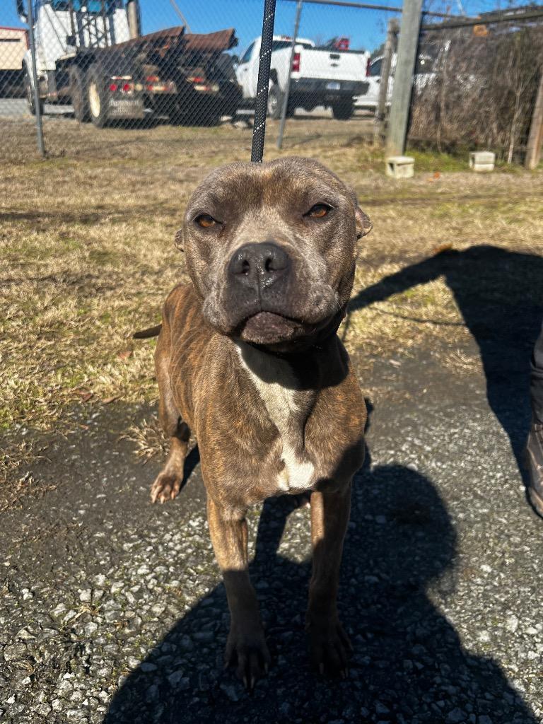 Taylor Swish, a Adoptable mixed breed in Winnsboro, SC image 2/4