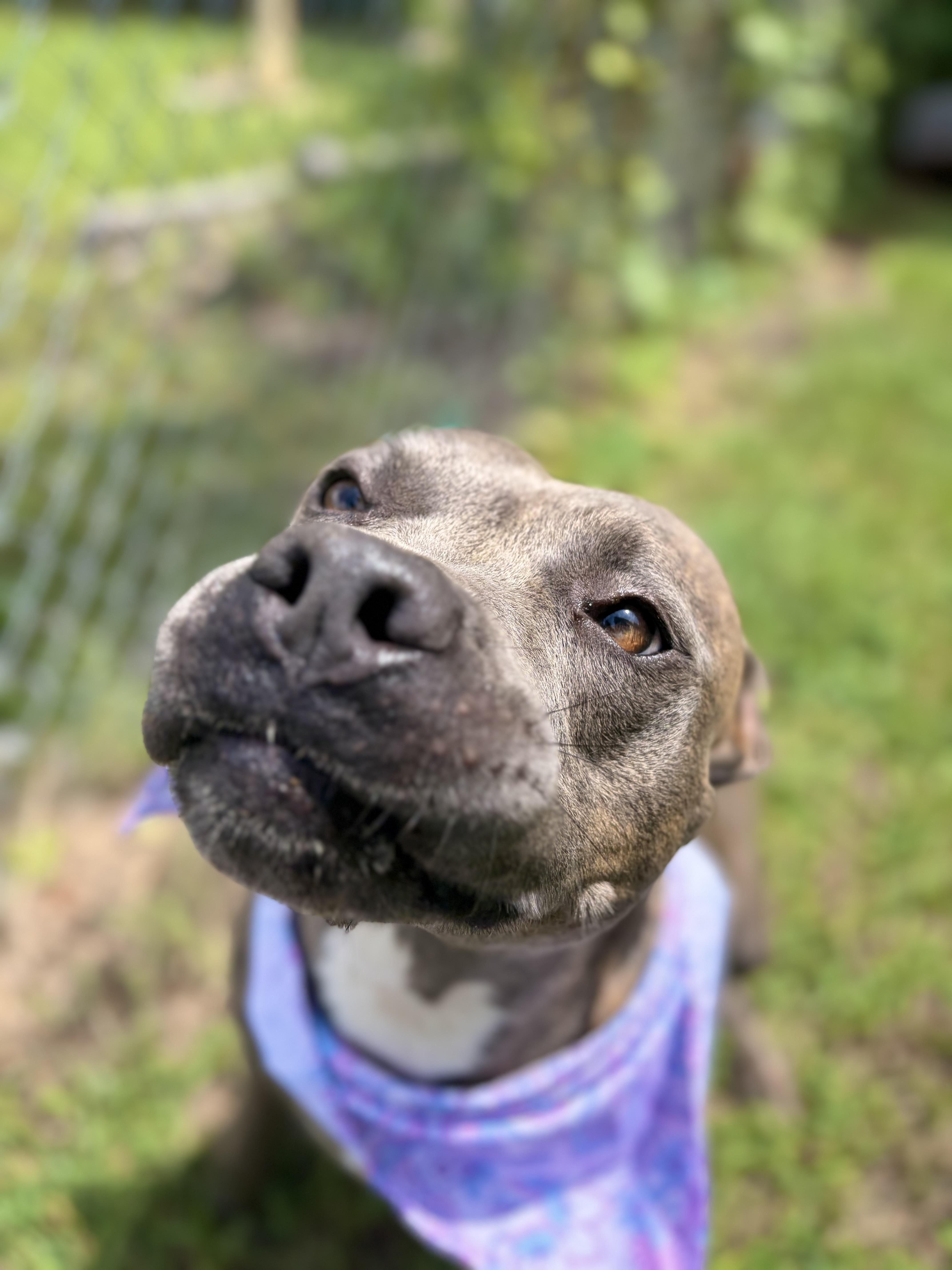 Taylor Swish, a Adoptable mixed breed in Winnsboro, SC image 3/4