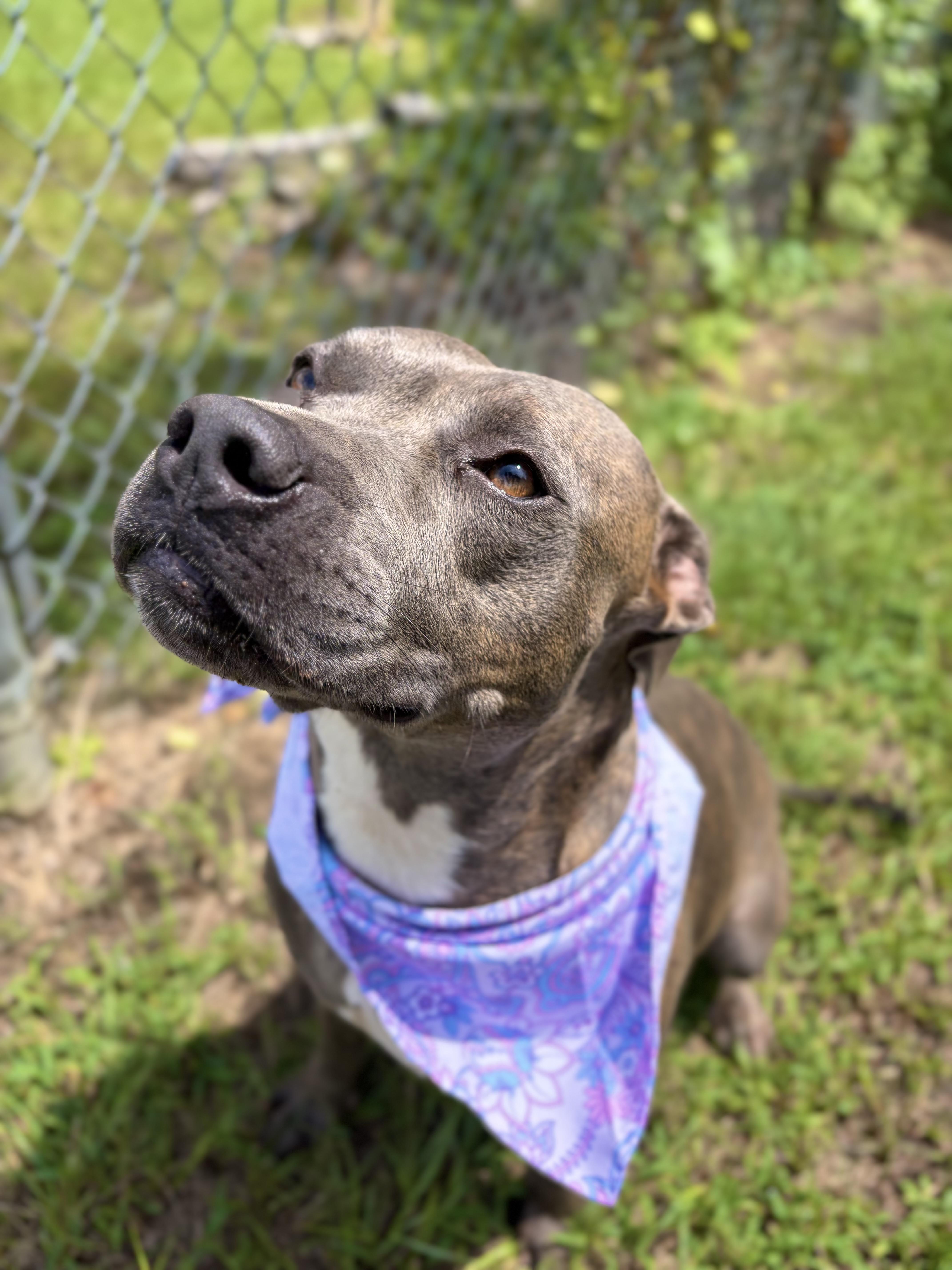 Taylor Swish, a Adoptable mixed breed in Winnsboro, SC image 4/4