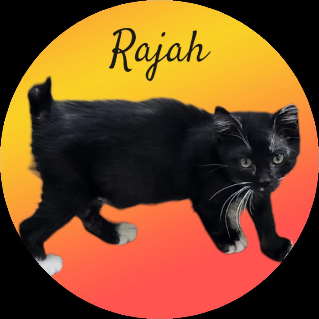 Rajah, Adoptable, Adult Male Domestic Short Hair.