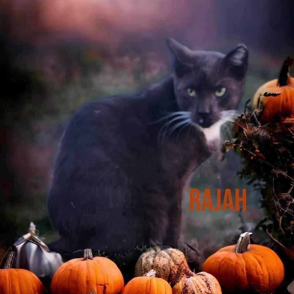 Enlarge Rajah, a Adoptable Domestic Short Hair in Nashville, GA image 2/3