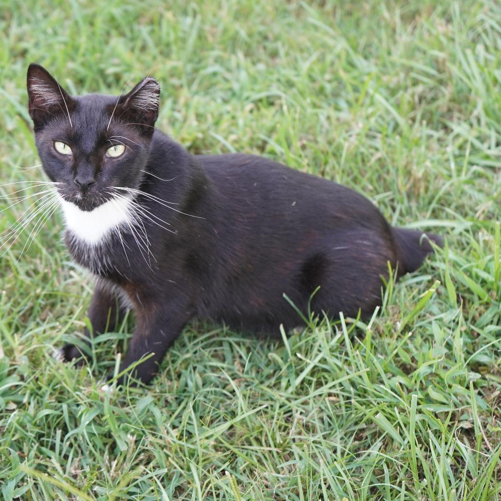 Enlarge Rajah, a Adoptable Domestic Short Hair in Nashville, GA image 3/3