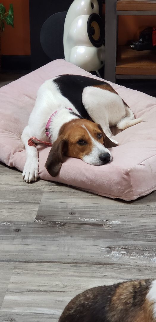 Enlarge Hope, a Adopted Treeing Walker Coonhound in Grandy, NC image 1/6