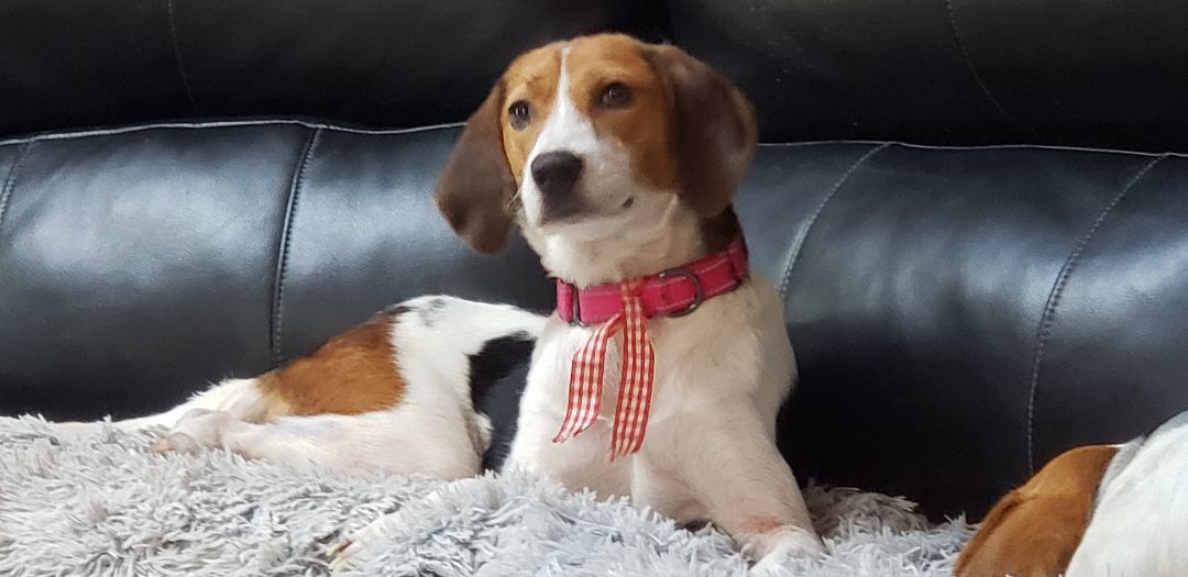 Enlarge Hope, a Adopted Treeing Walker Coonhound in Grandy, NC image 3/6