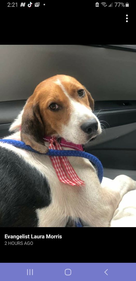 Enlarge Hope, a Adopted Treeing Walker Coonhound in Grandy, NC image 4/6