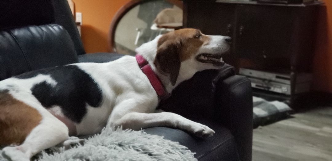 Enlarge Hope, a Adopted Treeing Walker Coonhound in Grandy, NC image 5/6