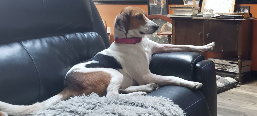 Enlarge Hope, a Adopted Treeing Walker Coonhound in Grandy, NC image 6/6