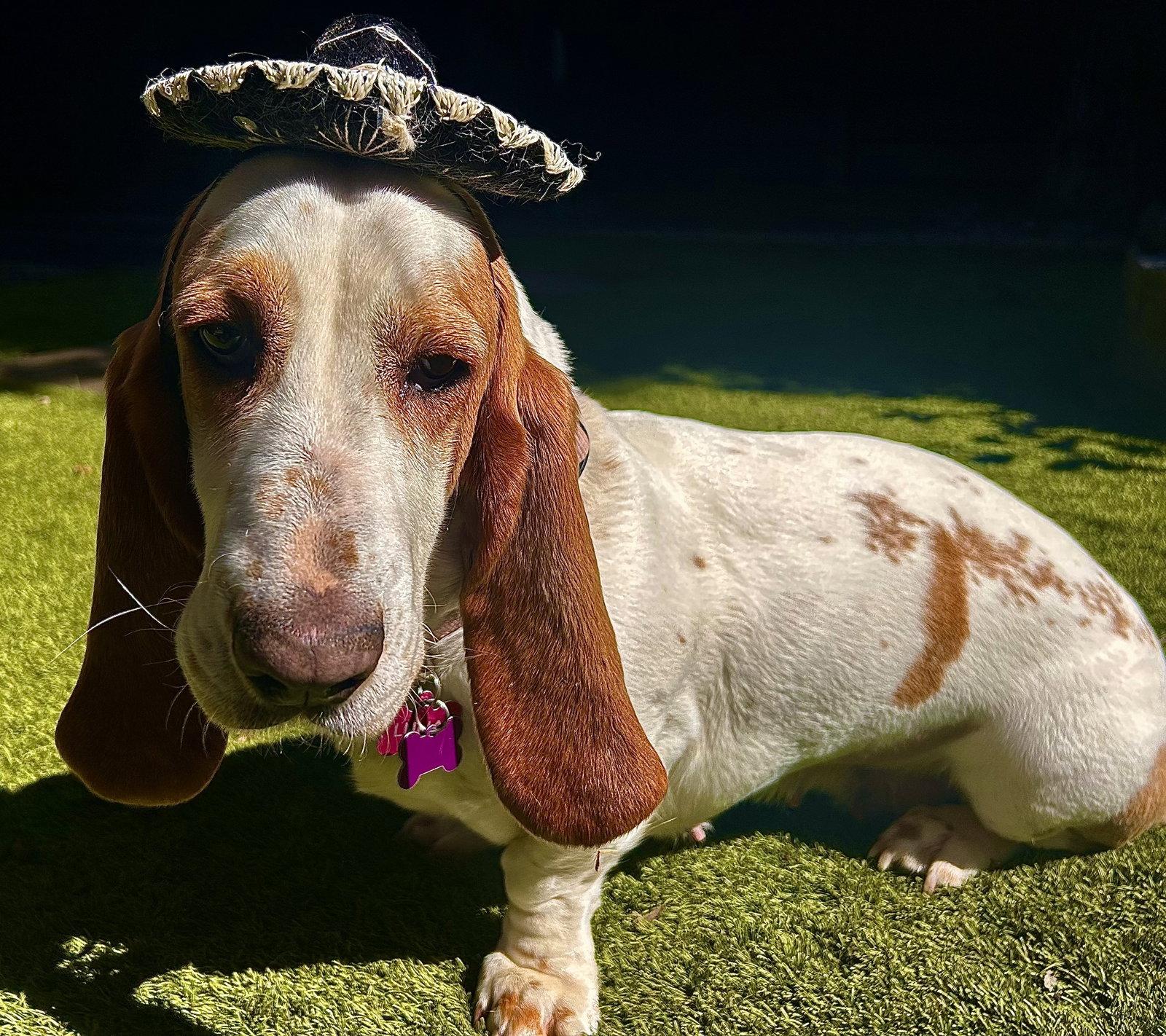 Enlarge Luna (Oakdale), a Adopted Basset Hound in Petaluma, CA image 1/3