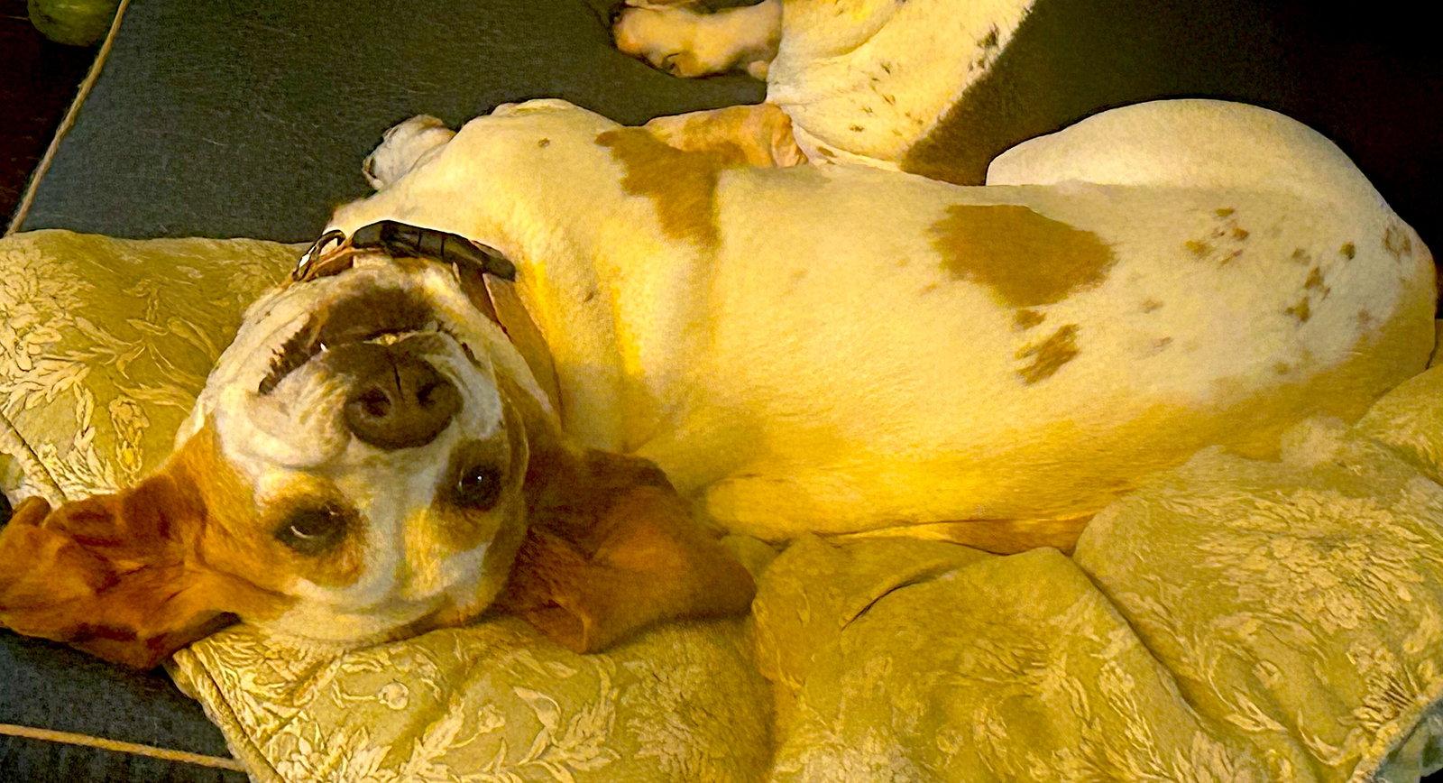 Enlarge Luna (Oakdale), a Adopted Basset Hound in Petaluma, CA image 3/3