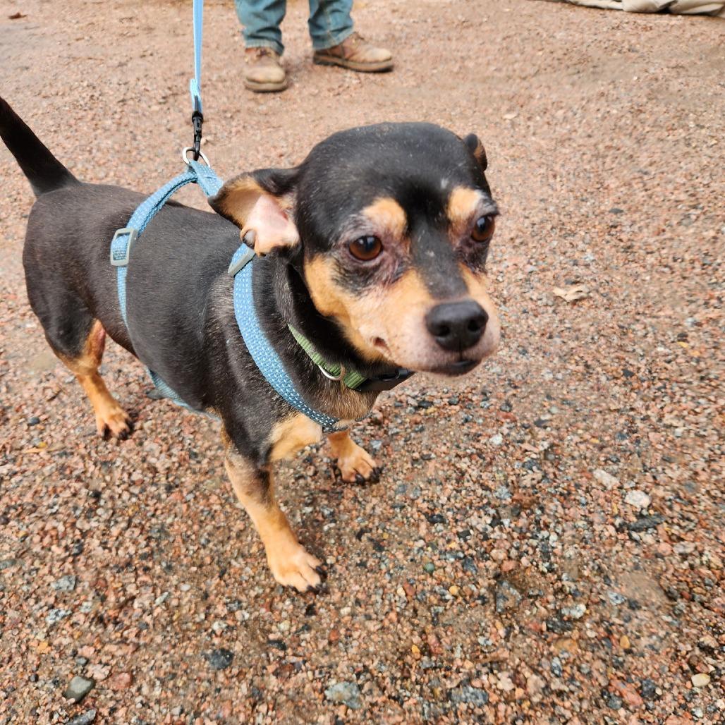 Enlarge Prince, a Adoptable mixed breed in Saint Cloud, MN image 1/5