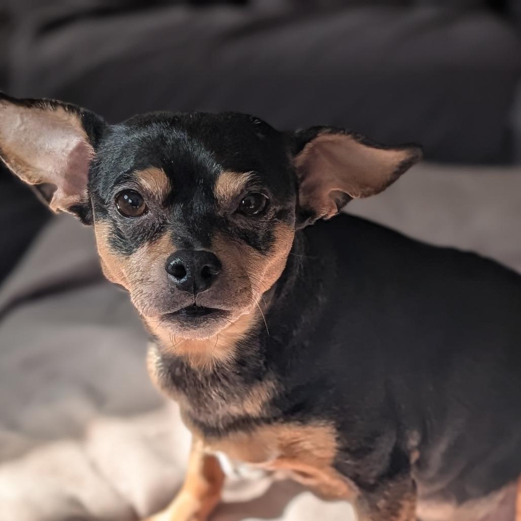 Enlarge Prince, a Adoptable mixed breed in Saint Cloud, MN image 2/5