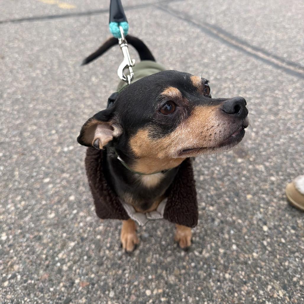 Enlarge Prince, a Adoptable mixed breed in Saint Cloud, MN image 3/5