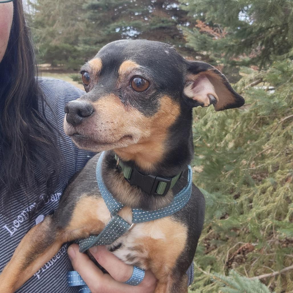 Enlarge Prince, a Adoptable mixed breed in Saint Cloud, MN image 4/5