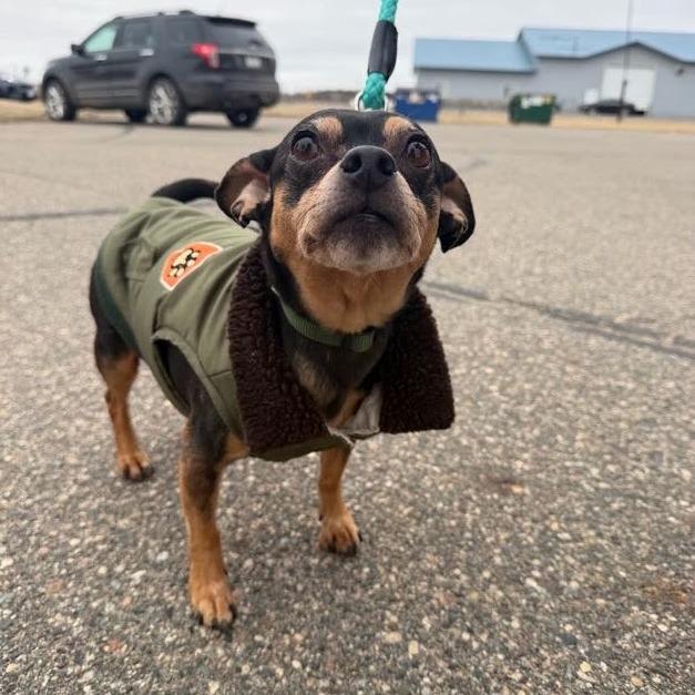 Enlarge Prince, a Adoptable mixed breed in Saint Cloud, MN image 5/5