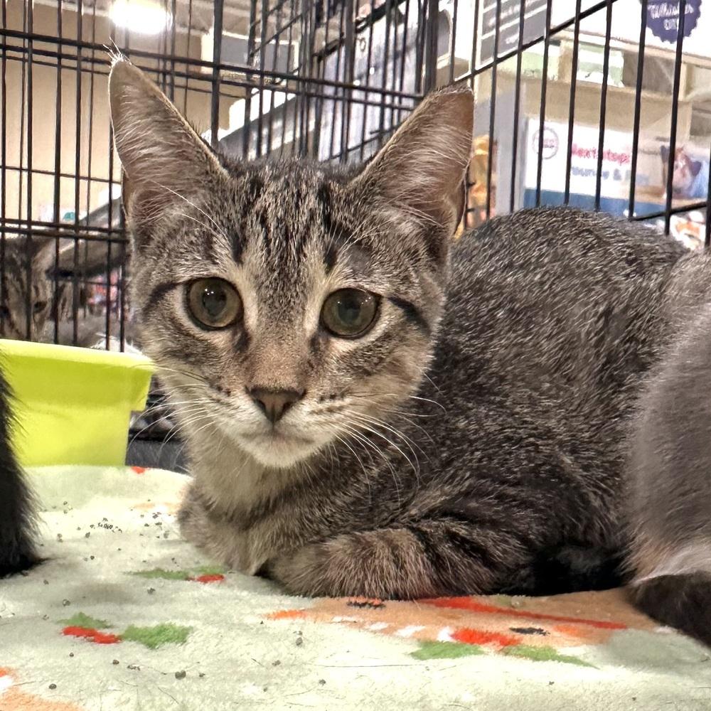 Camden, Adoptable, Kitten Female Domestic Short Hair.