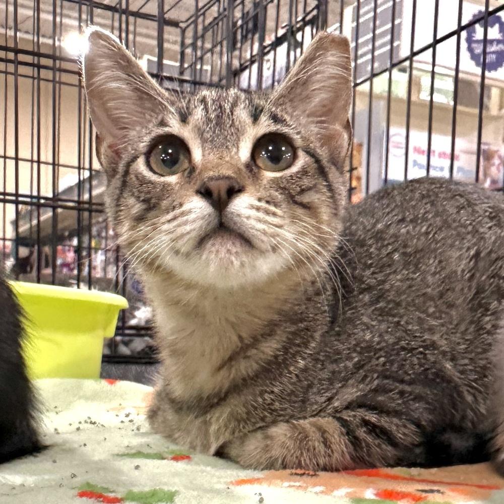 Enlarge Camden, a Adoptable Domestic Short Hair in Panama City Beach, FL image 2/2