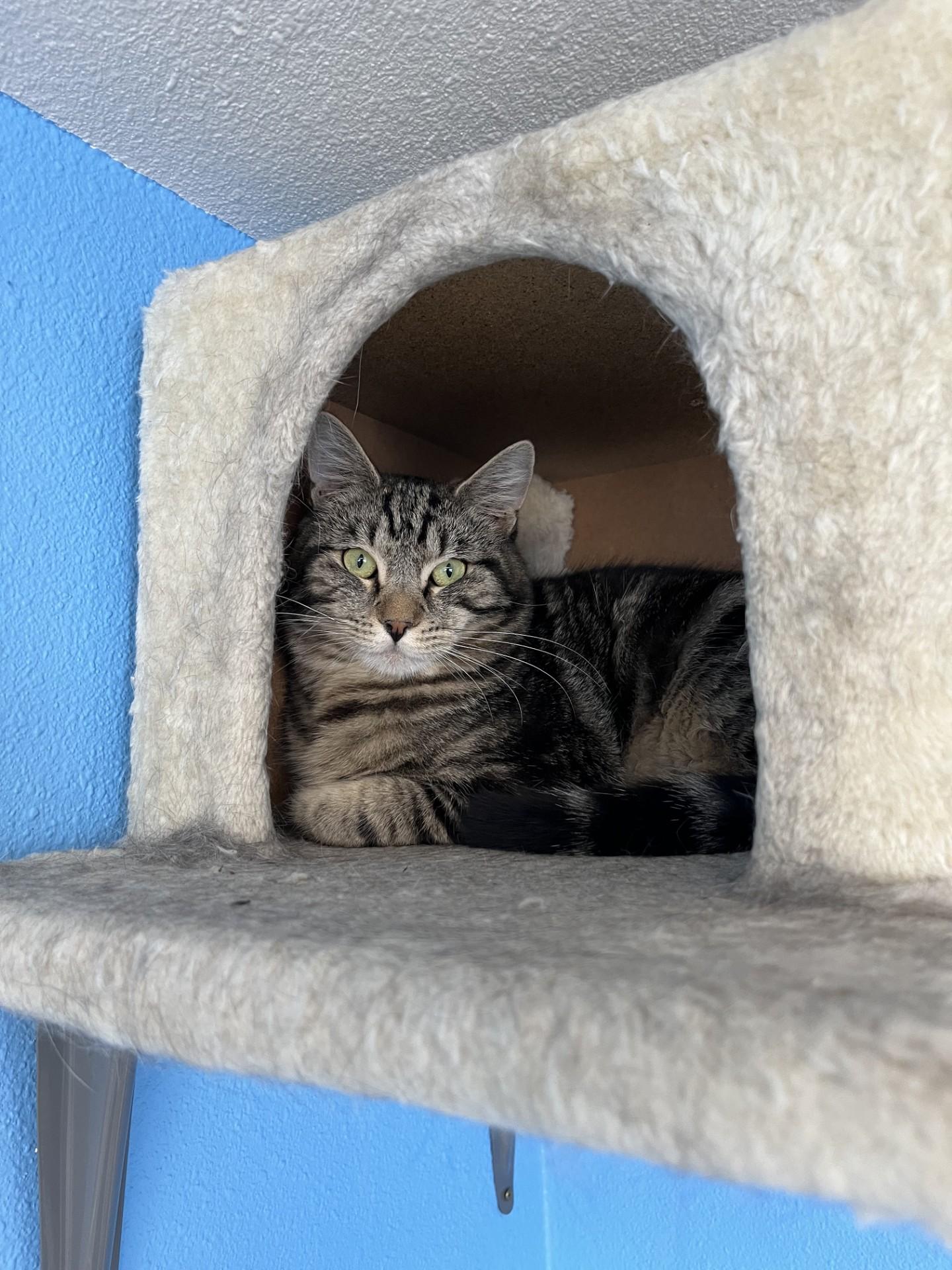 Enlarge Cassett, a Adoptable Domestic Short Hair in Polson, MT image 1/1