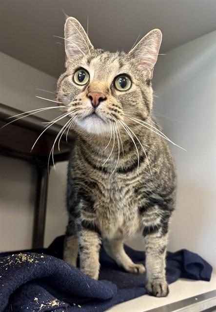 ATTICUS, Adoptable, Adult Male Domestic Short Hair.