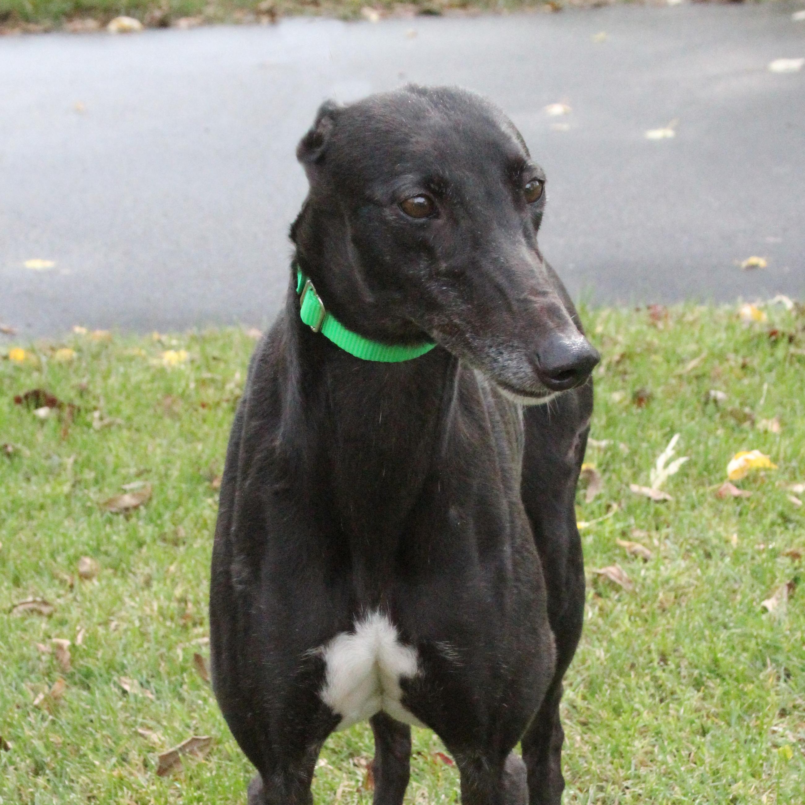 Jazzy, adopted, Adult Female Greyhound.