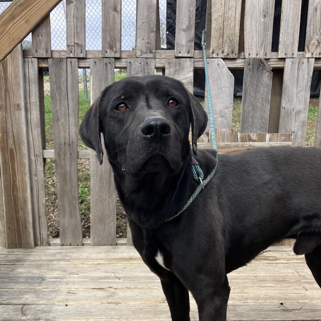 Enlarge Duke, a Adoptable Black Labrador Retriever in Pulaski, TN image 1/6