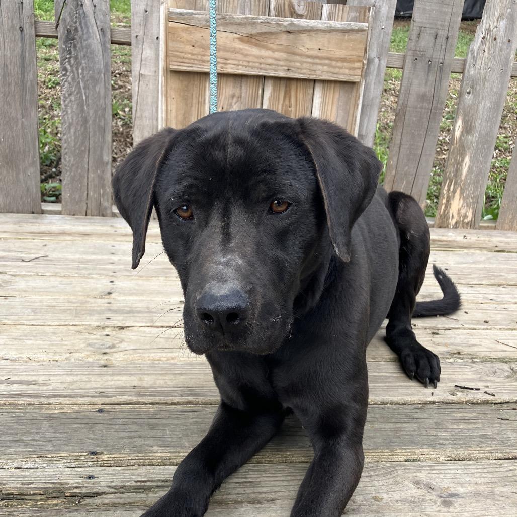 Enlarge Duke, a Adoptable Black Labrador Retriever in Pulaski, TN image 2/6